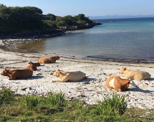 cows on beach